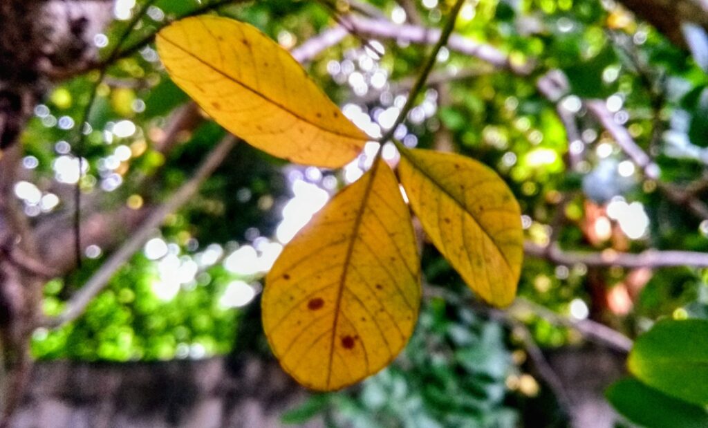 Otoño en Yucatán.