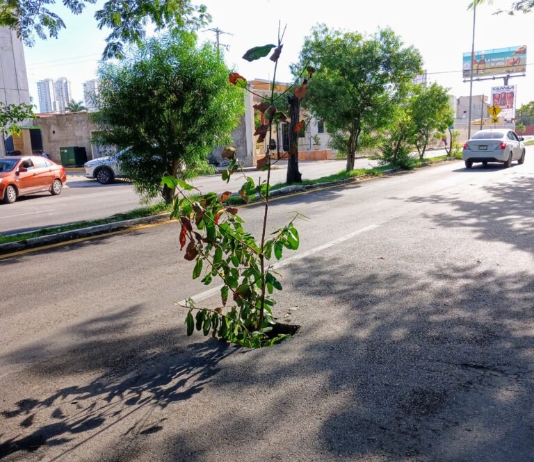 Baches en Mérida